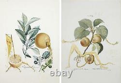 Set of x15 VERY RARE Salvador Dali FruitDalí Series/Botanical Art